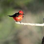 Vermilion Flycatcher