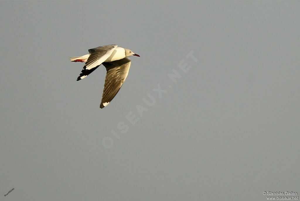 Mouette à tête grise, Vol