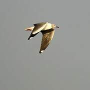 Grey-headed Gull