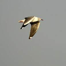 Mouette à tête grise