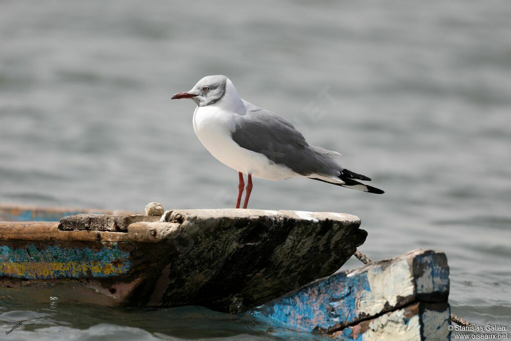 Mouette à tête griseadulte