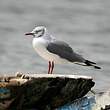 Mouette à tête grise