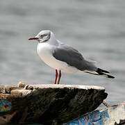 Mouette à tête grise