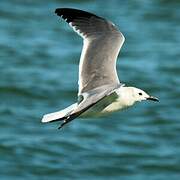 Mouette atricille