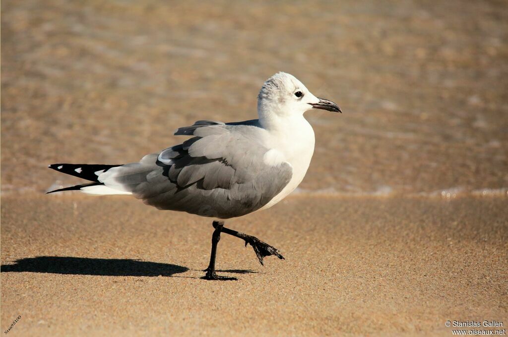 Mouette atricilleadulte internuptial, identification, marche