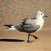 Laughing Gull