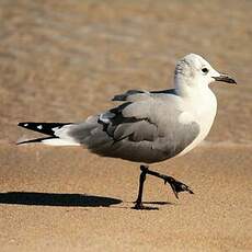 Mouette atricille