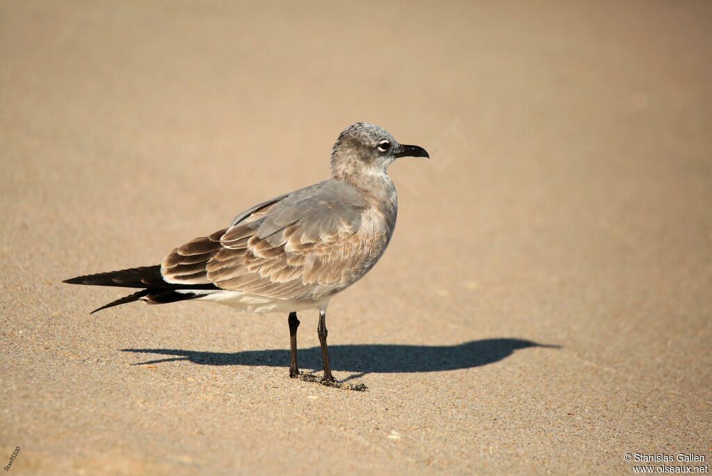 Mouette atricilleimmature, marche