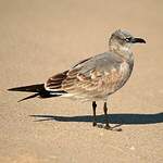 Mouette atricille