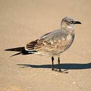 Laughing Gull