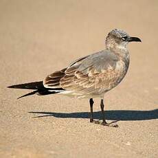 Mouette atricille