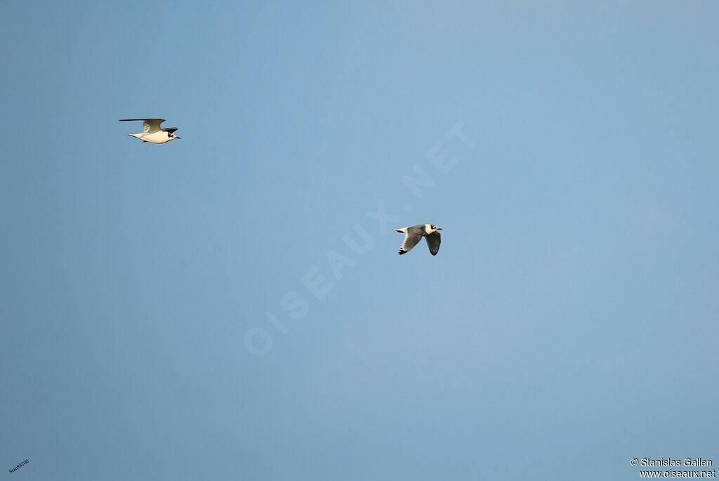 Mouette de Franklinadulte transition, Vol