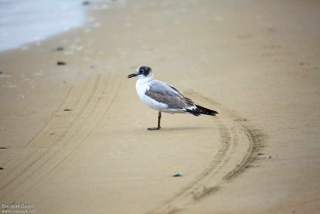 Mouette de Franklin1ère année, identification