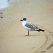 Mouette de Franklin