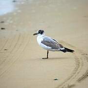 Mouette de Franklin