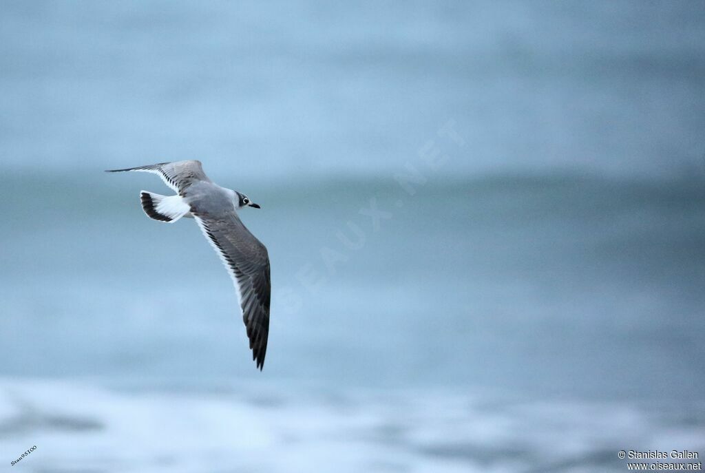 Mouette de Franklinadulte transition, Vol