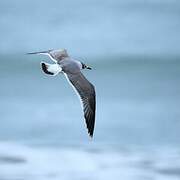 Mouette de Franklin