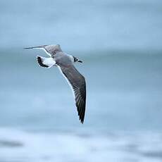 Mouette de Franklin