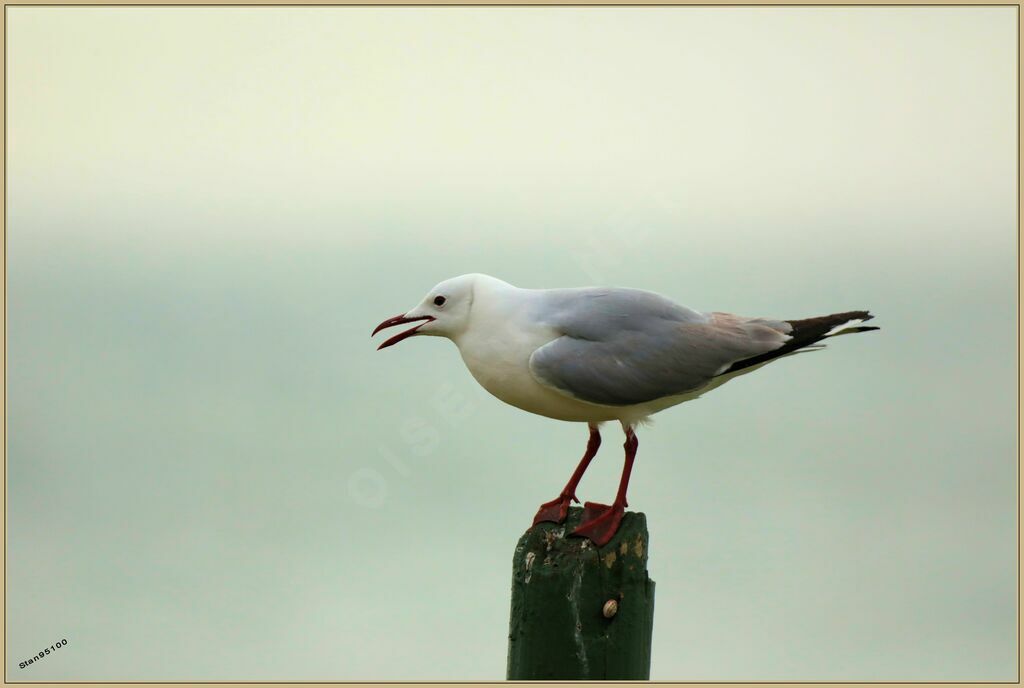 Mouette de Hartlaubadulte internuptial