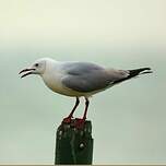 Mouette de Hartlaub