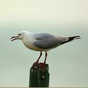 Hartlaub's Gull