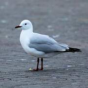 Hartlaub's Gull