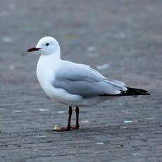 Mouette de Hartlaub