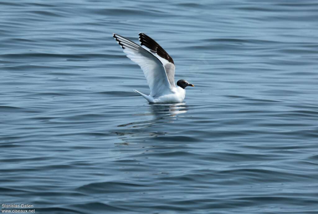 Mouette de Sabineadulte transition, identification, nage