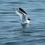 Mouette de Sabine