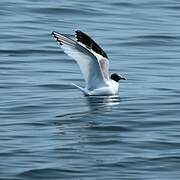 Sabine's Gull