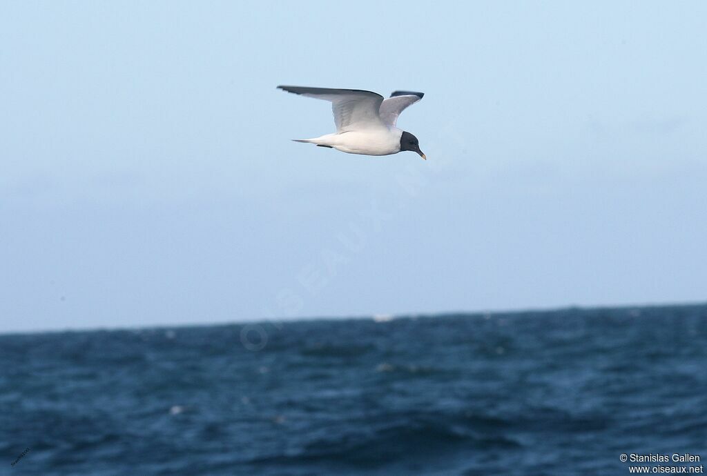 Sabine's Gulladult breeding, Flight