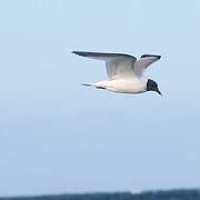 Sabine's Gull