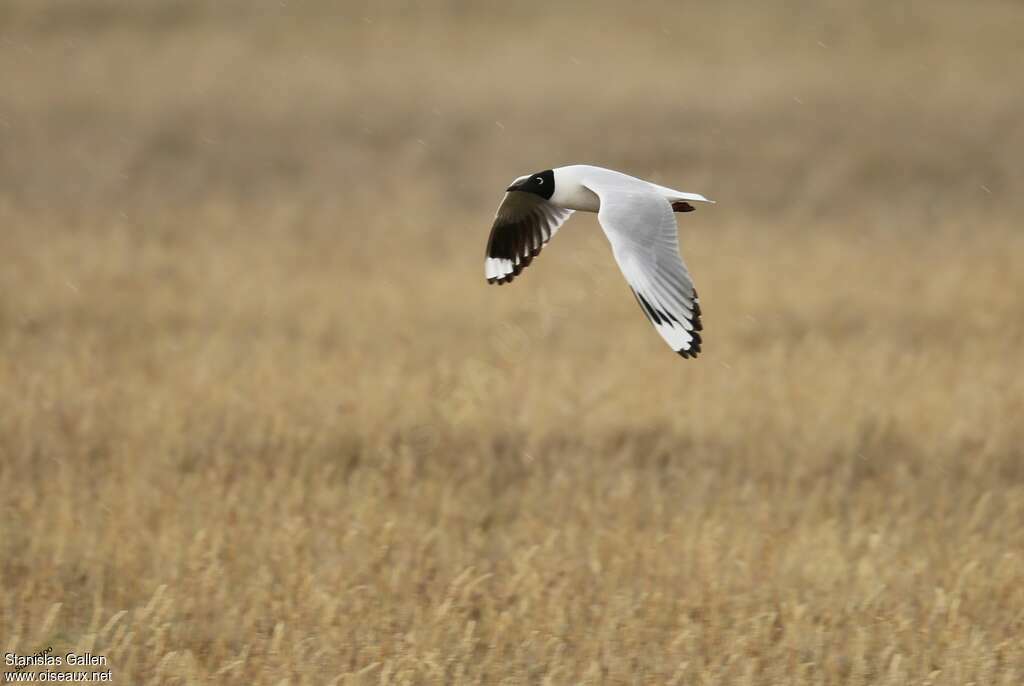 Mouette des Andesadulte nuptial, pigmentation, Vol