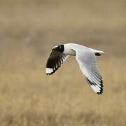 Mouette des Andes