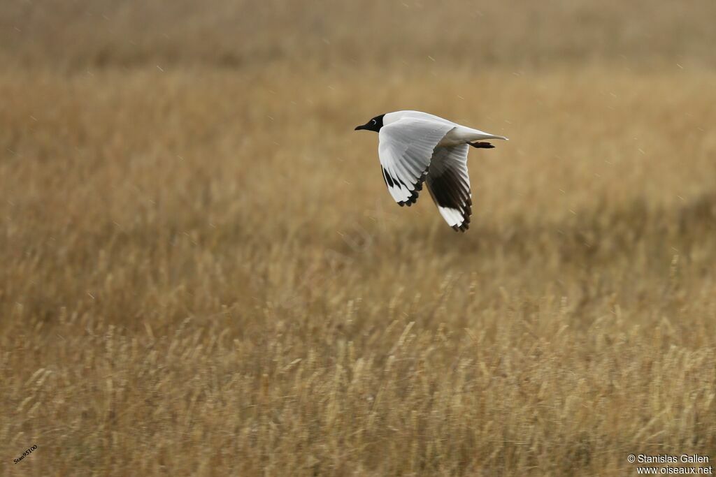 Mouette des Andesadulte nuptial, Vol