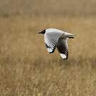 Mouette des Andes