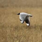 Andean Gull