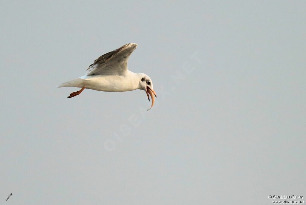 Brown-headed Gulladult transition, Flight, eats