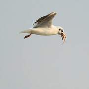 Brown-headed Gull