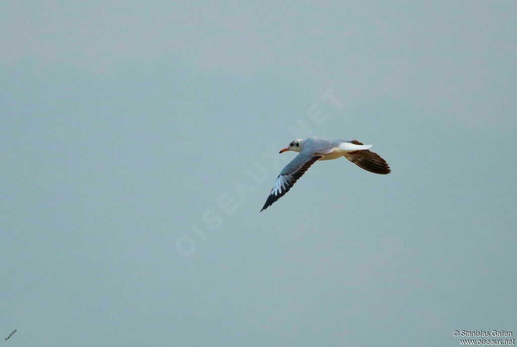 Brown-headed Gulladult transition, Flight