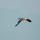 Mouette du Tibet