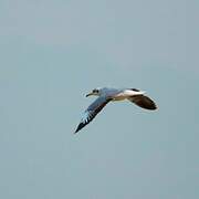 Brown-headed Gull