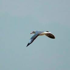 Mouette du Tibet