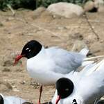 Mouette mélanocéphale