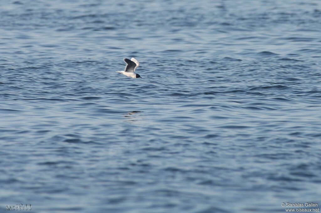 Little Gulladult breeding, Flight