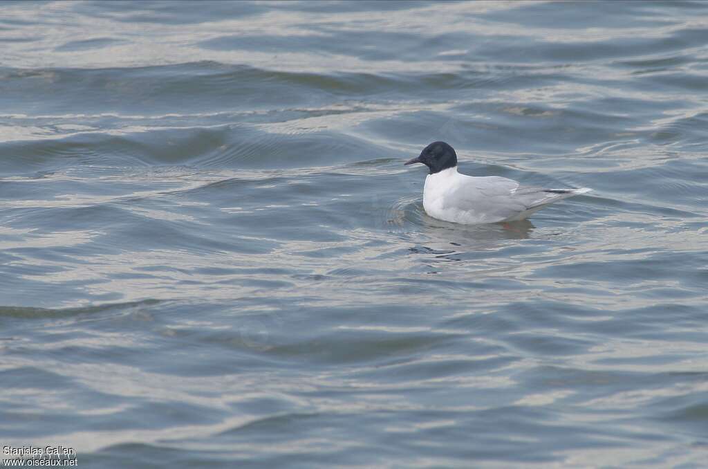 Mouette pygméeadulte nuptial, nage