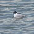 Mouette pygmée