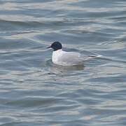 Mouette pygmée