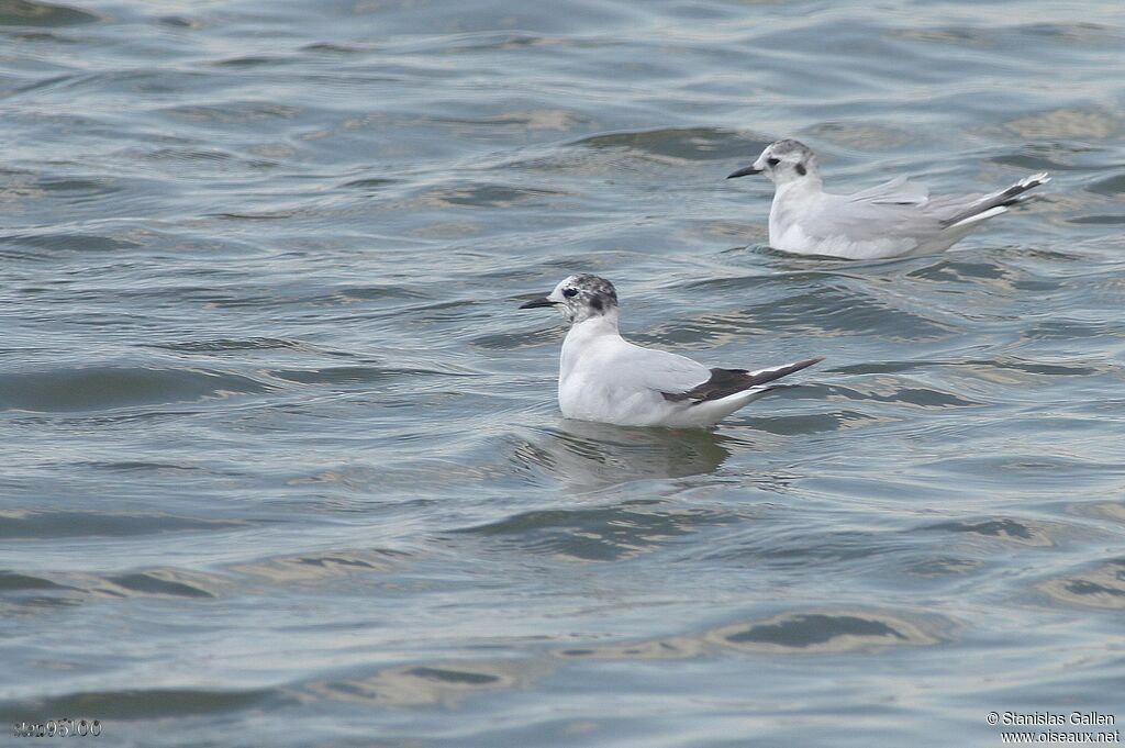 Mouette pygméeadulte internuptial