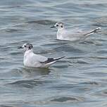 Mouette pygmée